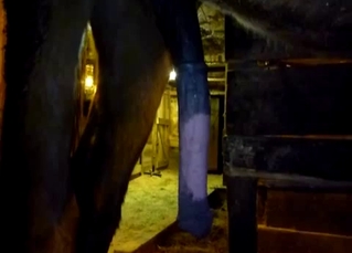 Close-ups of this majestic horse cock