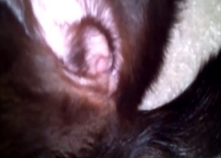 Love looking at this furry dog pussy