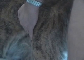 Animal gets creampied on camera