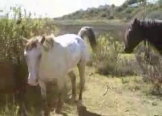 Two horses enjoying brutal fucking