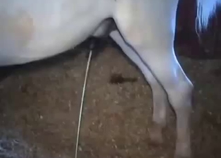 Horse either cumming or pissing here