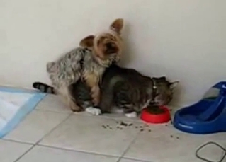 Tiny puppy tries fucking a hungry cat